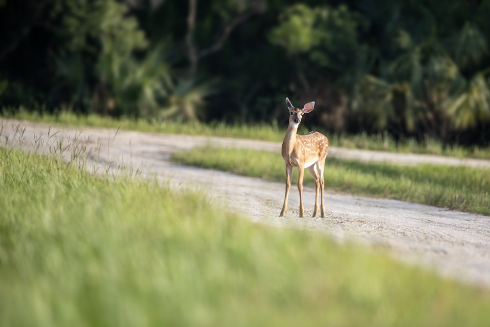 a small deer standing on a dirt road