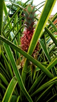 A pineapple plant with a ripe pineapple fruit growing amidst its long, spiky green leaves. The fruit is prominently centered and features a green top with red hues along the middle, contrasting with the vibrant leaves surrounding it.