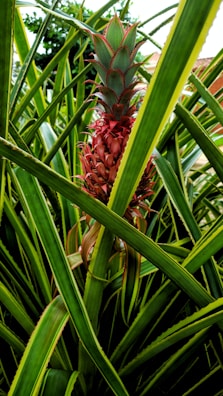 A pineapple plant with a ripe pineapple fruit growing amidst its long, spiky green leaves. The fruit is prominently centered and features a green top with red hues along the middle, contrasting with the vibrant leaves surrounding it.