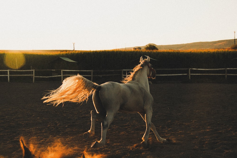 a white horse running in a dirt field