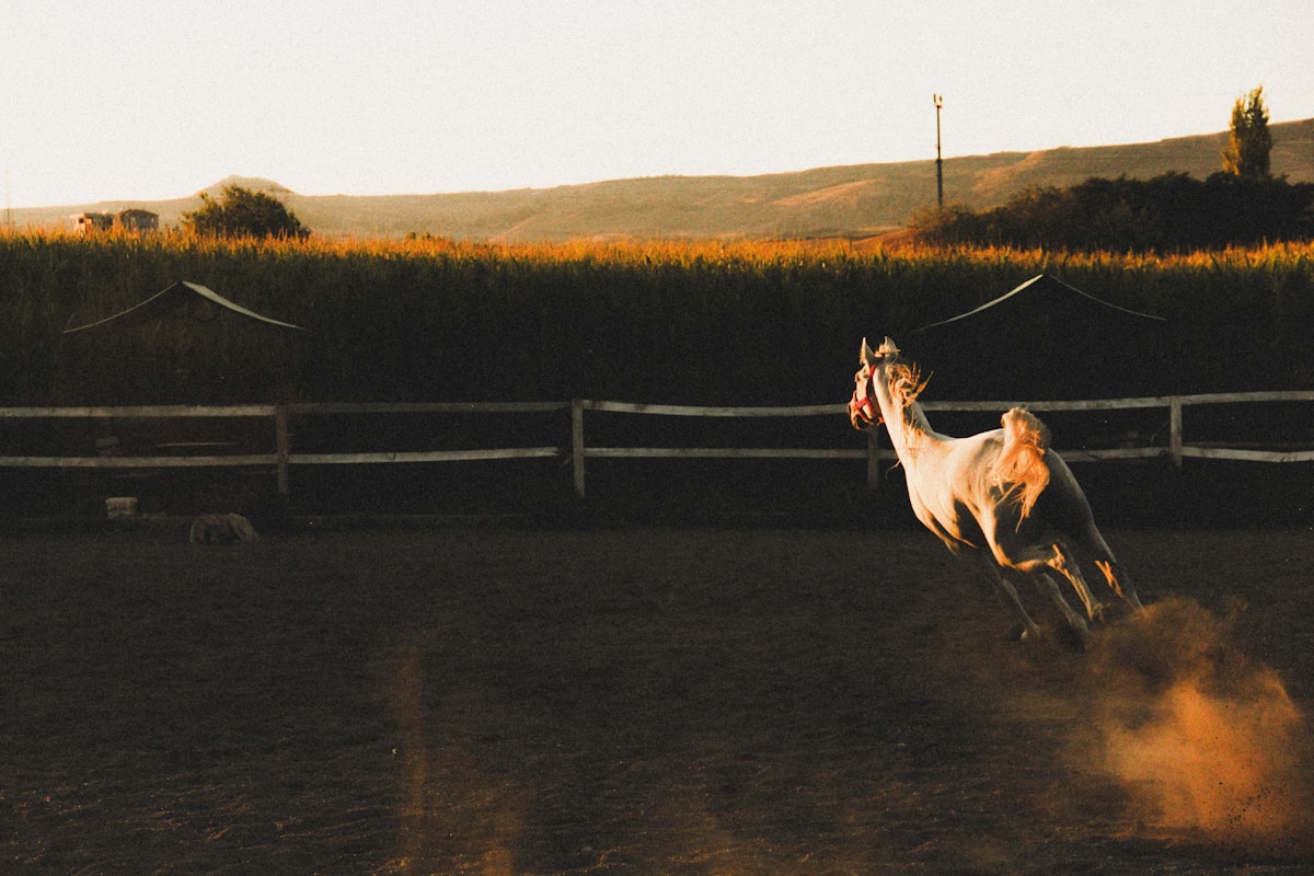Elegant horse in open field, golden hour light