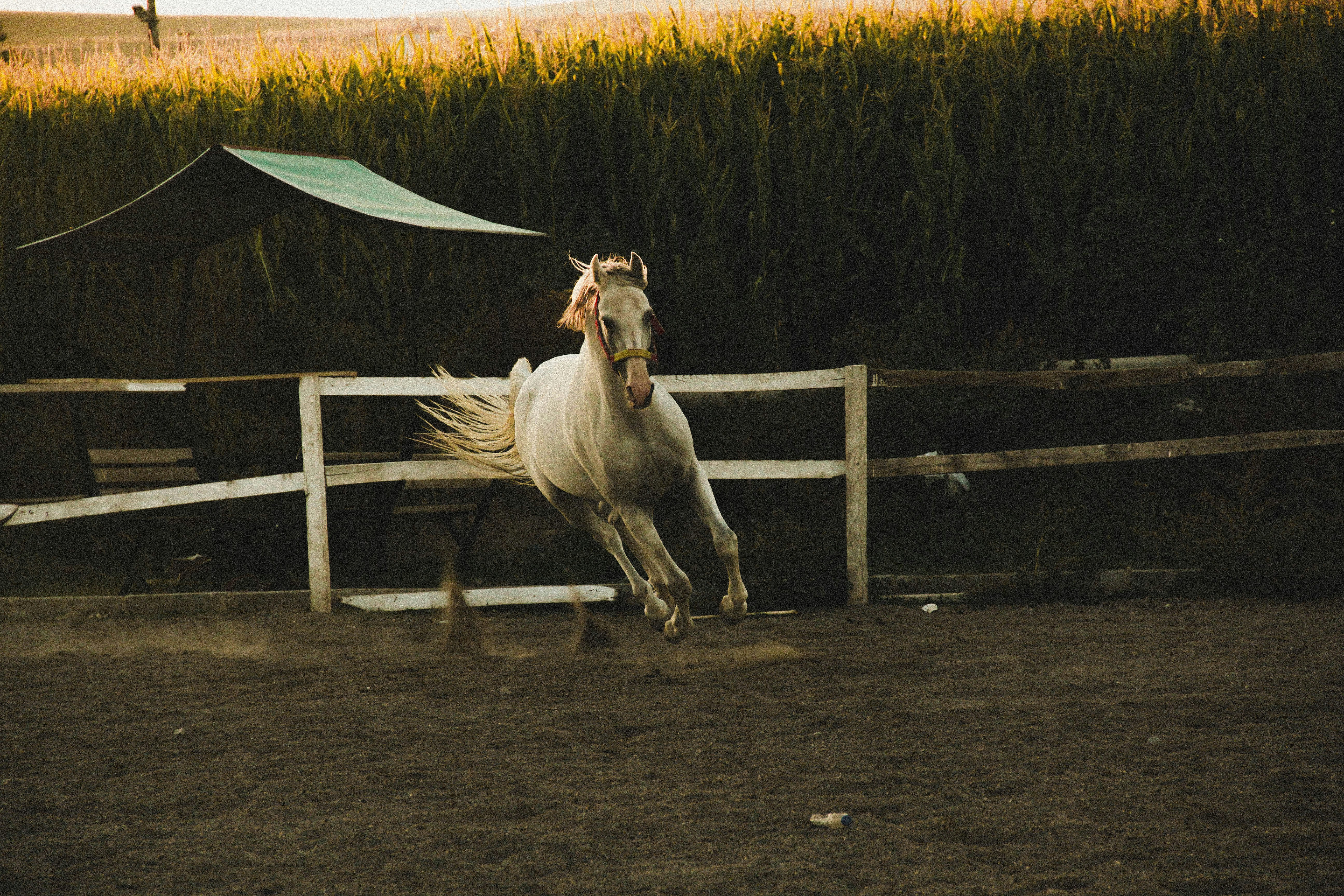 Premium Showjumping Horse Embryos