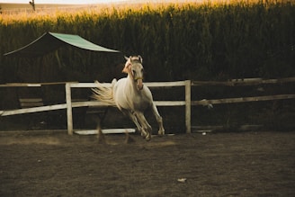 A white horse is captured mid-gallop in an enclosed dirt paddock. The animal's mane and tail are flying, showcasing its motion and energy. Wooden fencing surrounds the area, and dense cornfields form the background. Soft evening lighting casts a warm, golden glow over the scene.