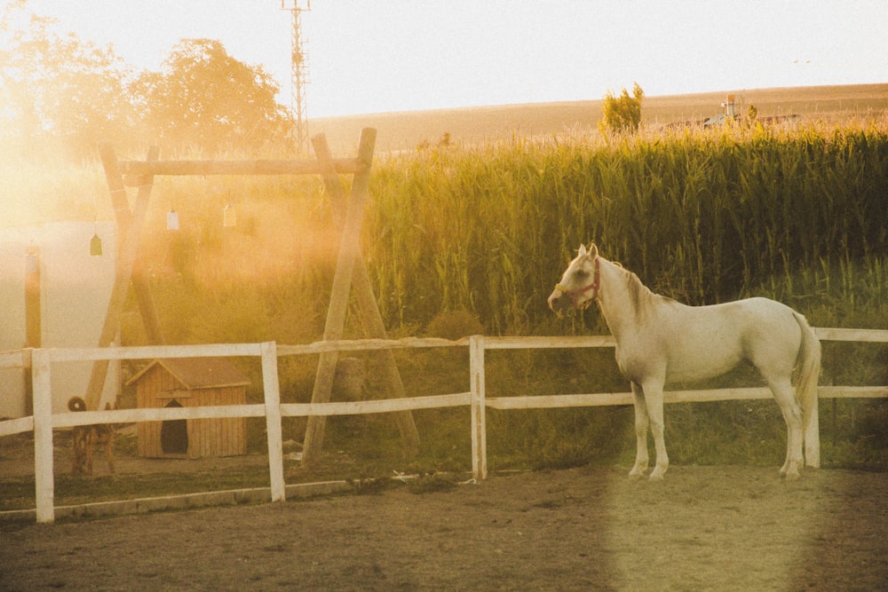 a white horse standing next to a white fence