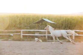A white horse with a reddish bridle is running along a sandy arena, surrounded by a wooden fence and green vegetation in the background. The image has a warm, golden hue, suggesting it was taken during sunrise or sunset.