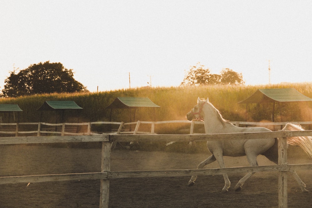 a white horse running in a corral