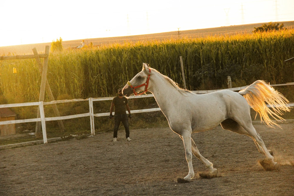 a white horse is running in a corral