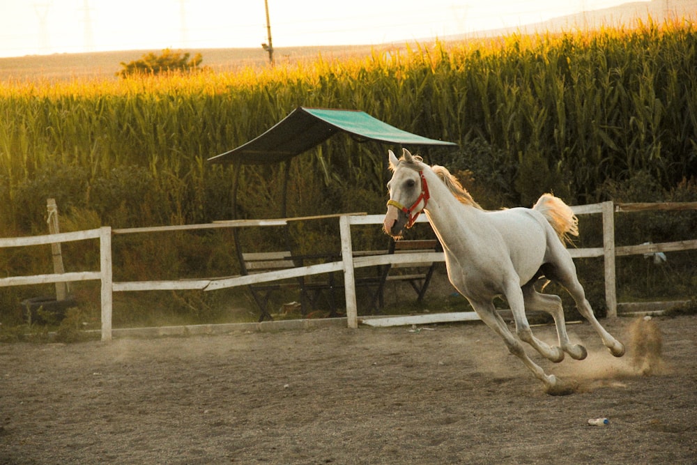 a white horse running in a fenced in area