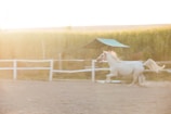 A mare trotting elegantly along a dirt path surrounded by nature.