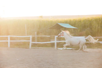 The white horse from The Sun card, depicted mid-trot with a flowing mane, symbolizing purity and strength.