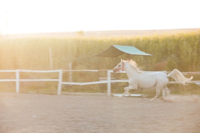 A mare trotting elegantly along a dirt path surrounded by nature.