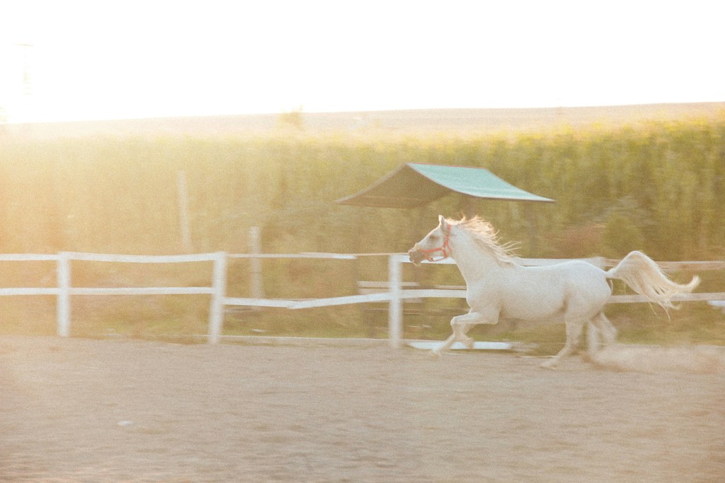 Horse Gaits Guide