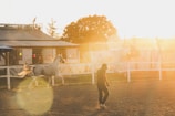 A person is walking in a sunlit enclosure with a white horse nearby. The scene is enveloped in warm, golden light, creating a serene and peaceful atmosphere. In the background, there are buildings and a fence, with trees visible beyond.