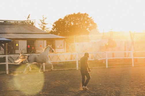 A person is walking in a sunlit enclosure with a white horse nearby. The scene is enveloped in warm, golden light, creating a serene and peaceful atmosphere. In the background, there are buildings and a fence, with trees visible beyond.