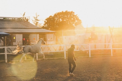 A person is walking in a sunlit enclosure with a white horse nearby. The scene is enveloped in warm, golden light, creating a serene and peaceful atmosphere. In the background, there are buildings and a fence, with trees visible beyond.