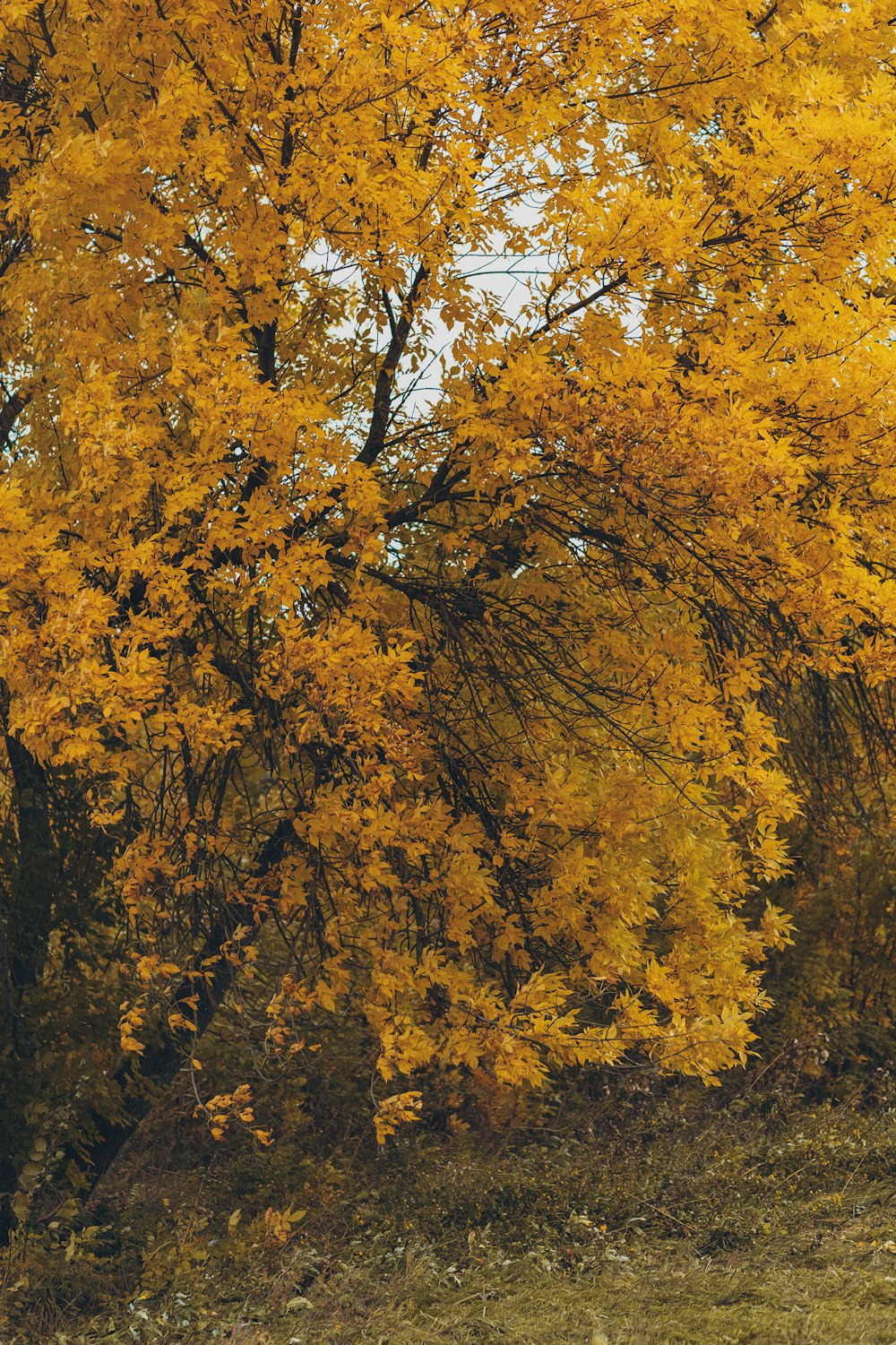 a tree with yellow leaves in the fall