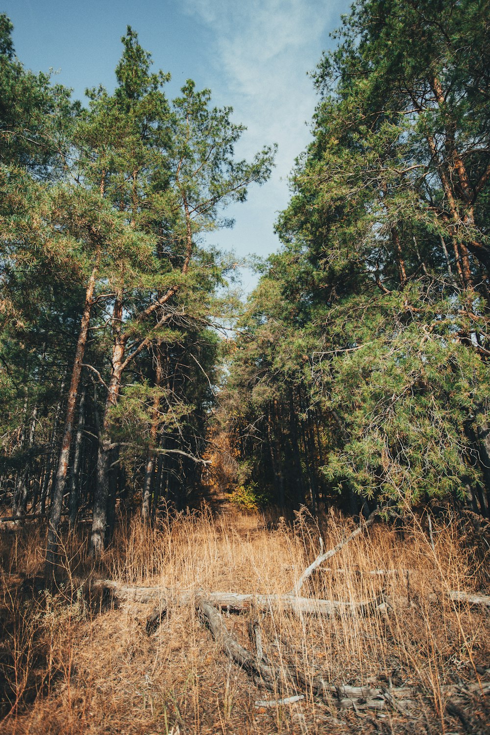 a dirt path in the middle of a forest