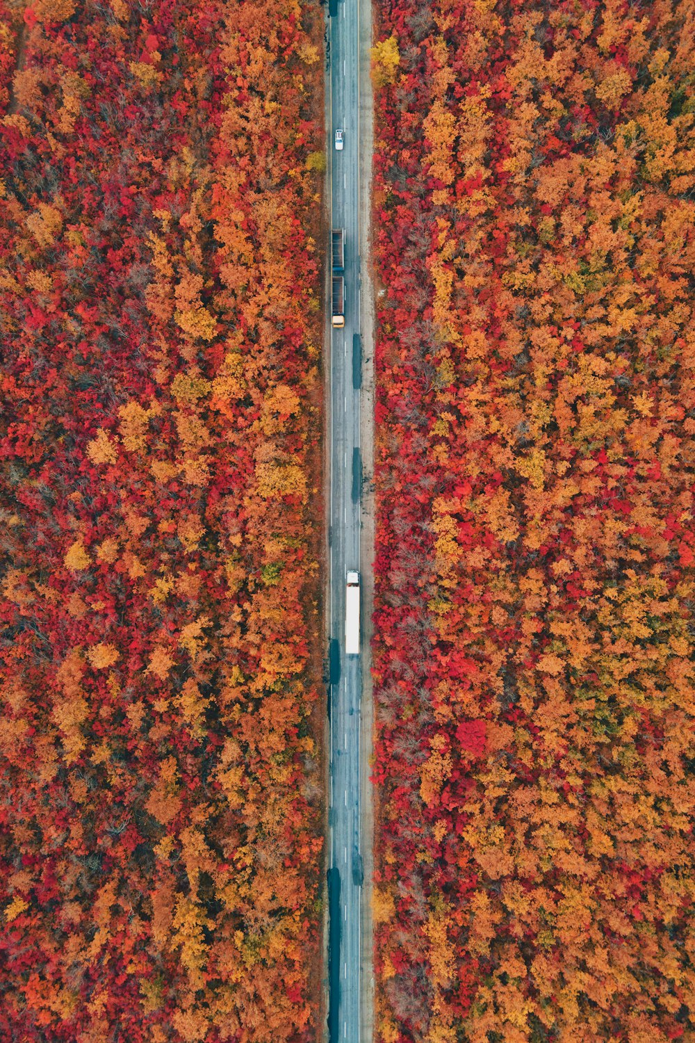 a car driving down a road surrounded by trees