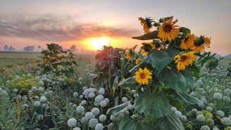 A serene golden sunrise over lush green hills with traditional silleteros carrying vibrant flower arrangements.