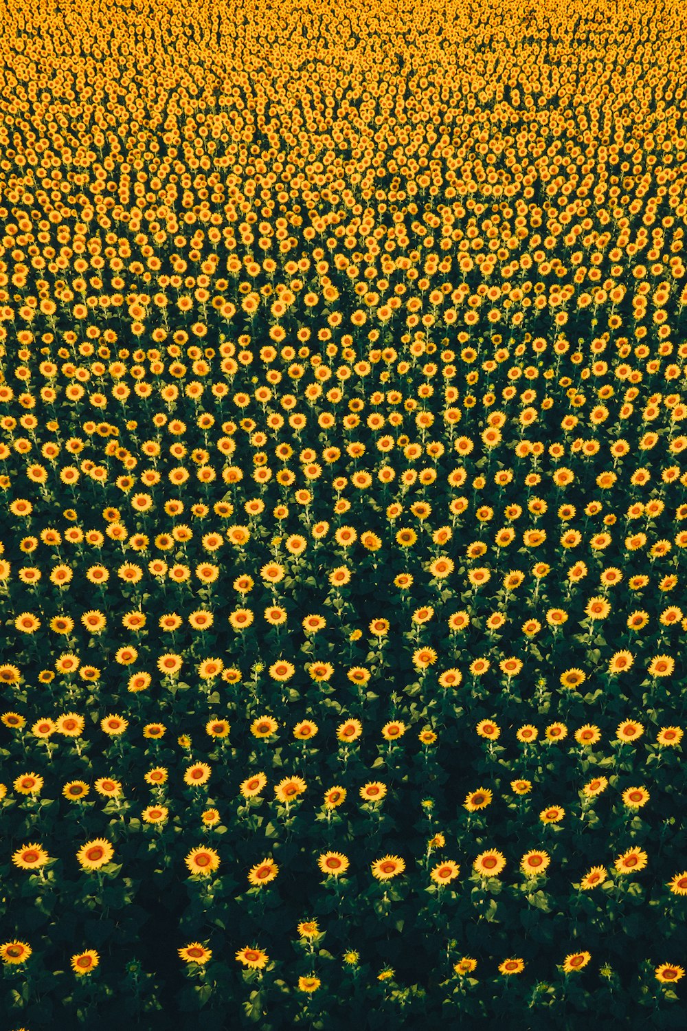 an aerial view of a sunflower field
