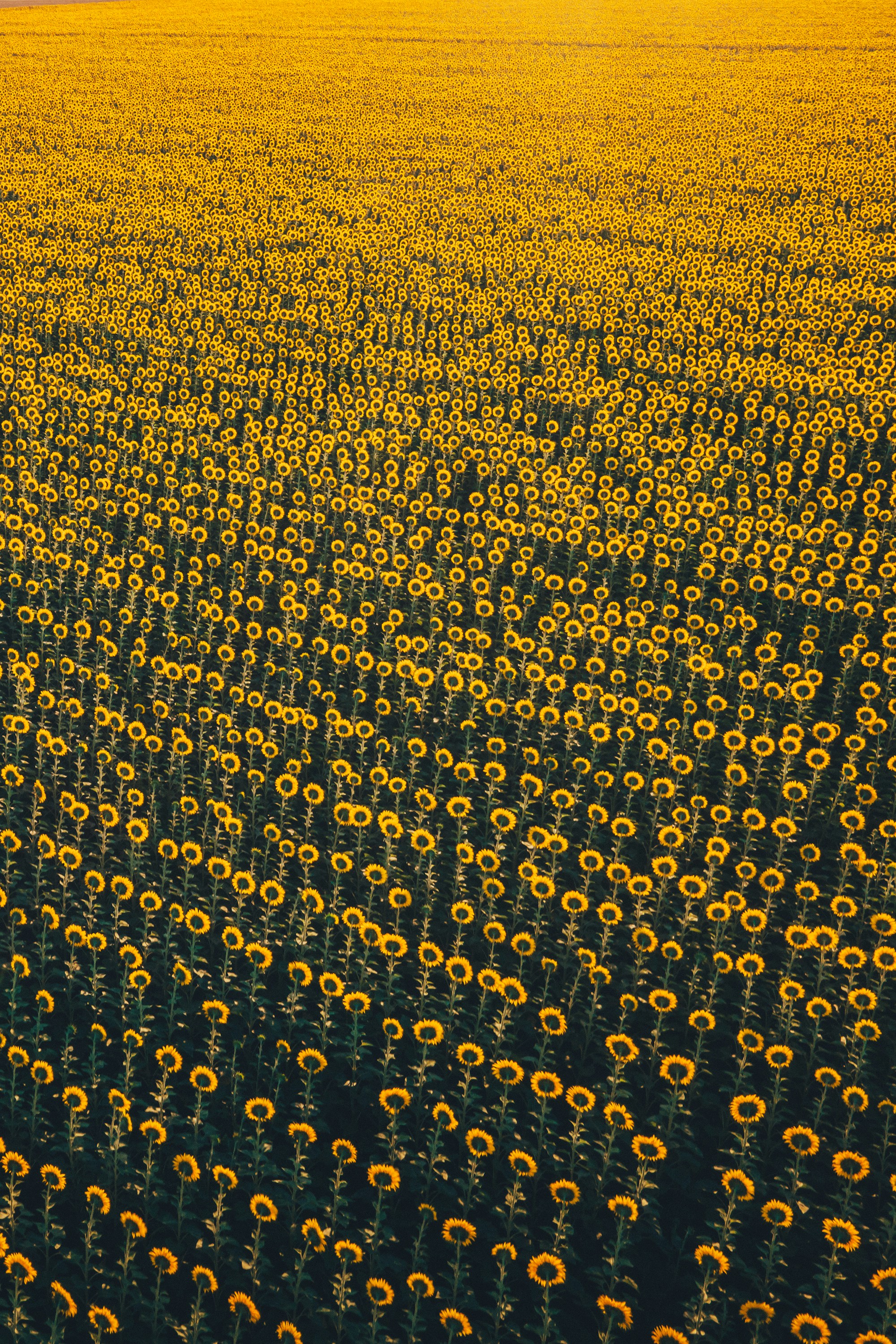 a large field of sunflowers in the middle of a field