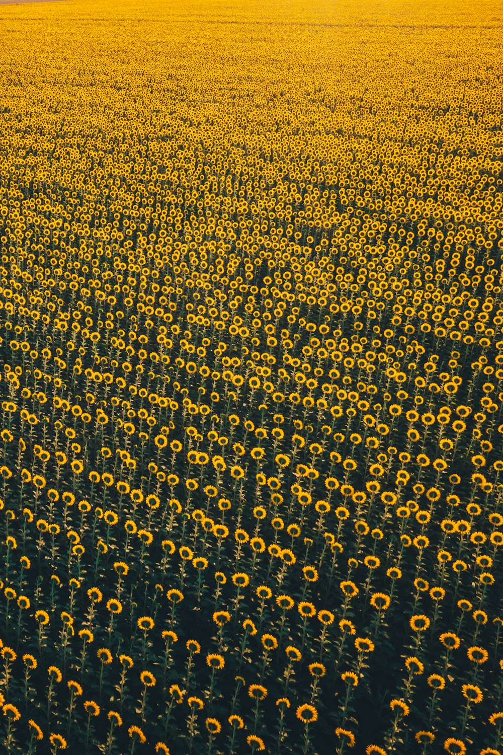 a large field of sunflowers in the middle of a field