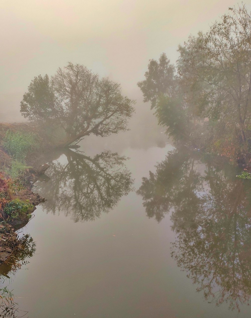 a body of water surrounded by trees in the fog