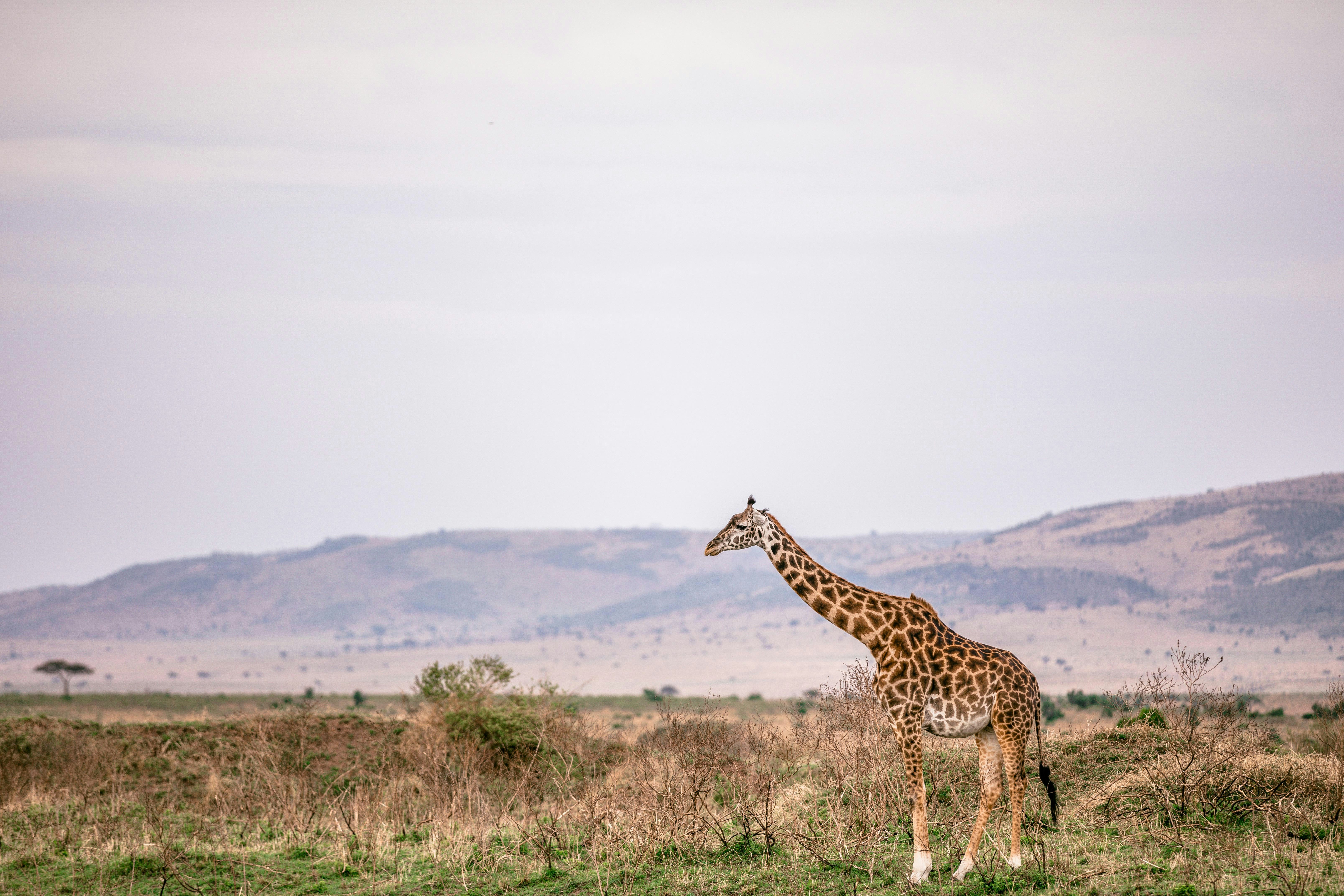A giraffe standing in the middle of a field photo – Free Nature Image ...