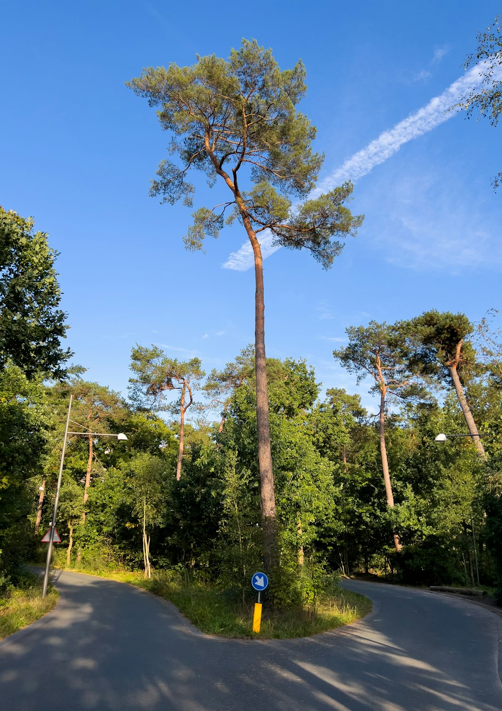 a tall tree sitting on the side of a road