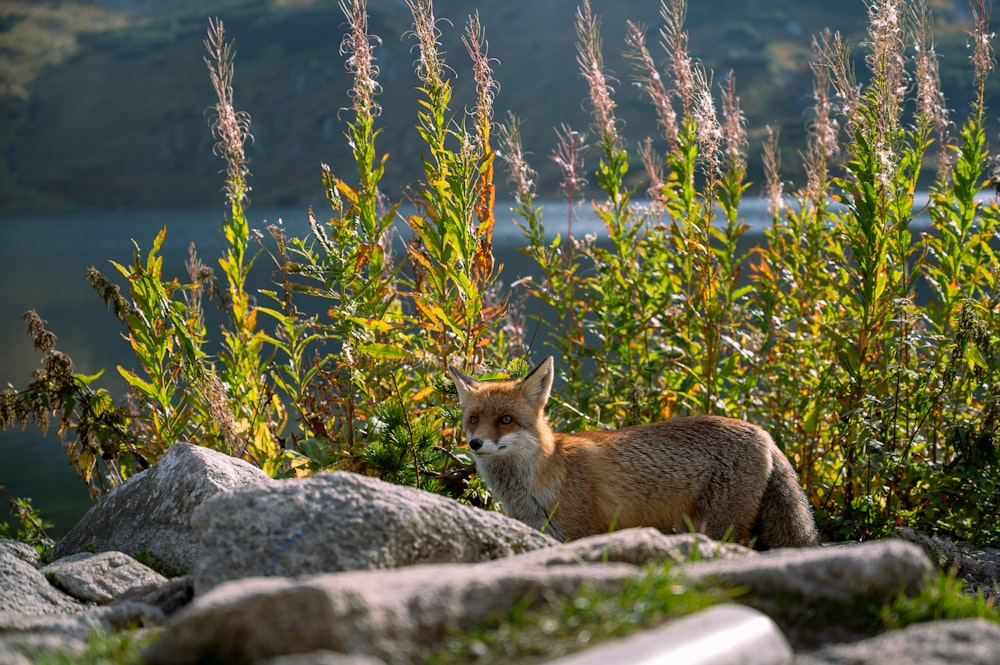 a fox standing on top of a pile of rocks