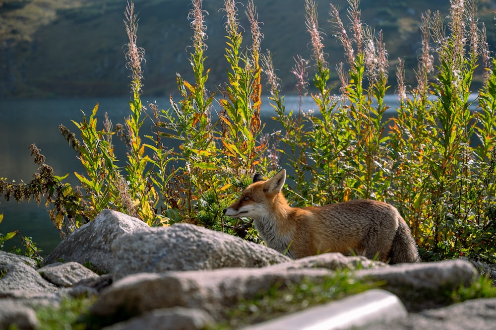 a fox standing on top of a pile of rocks