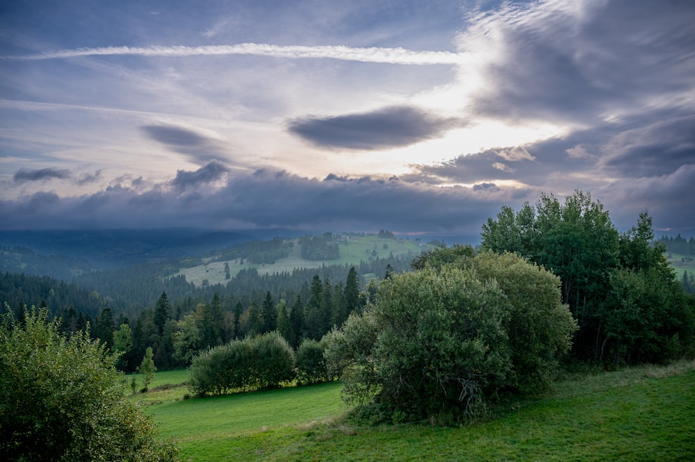 a grassy field with trees and a mountain in the background