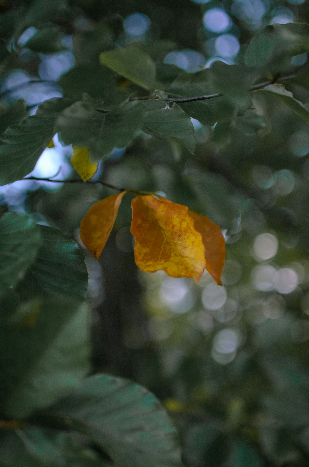a leaf that is sitting on a tree branch