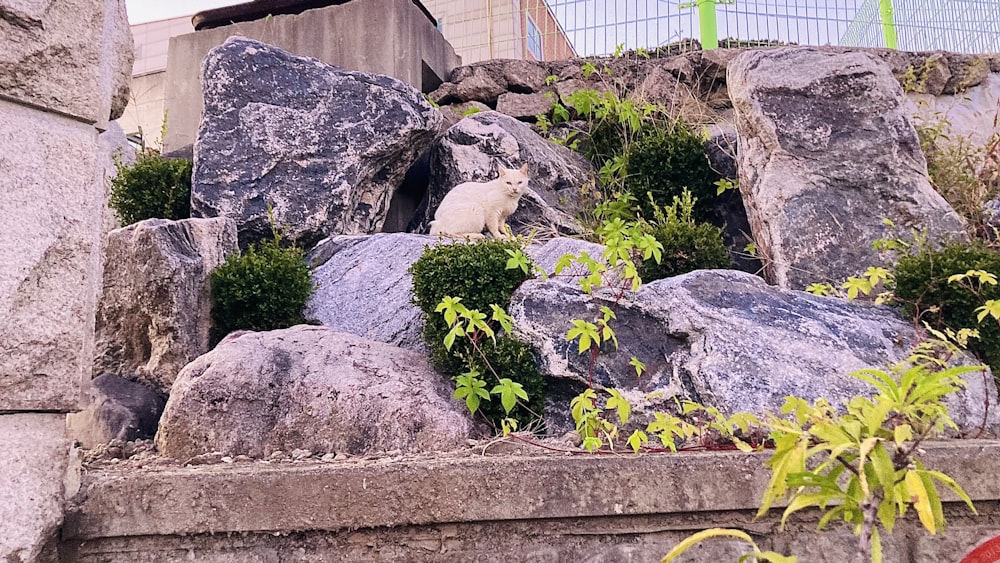 a cat sitting on top of a pile of rocks