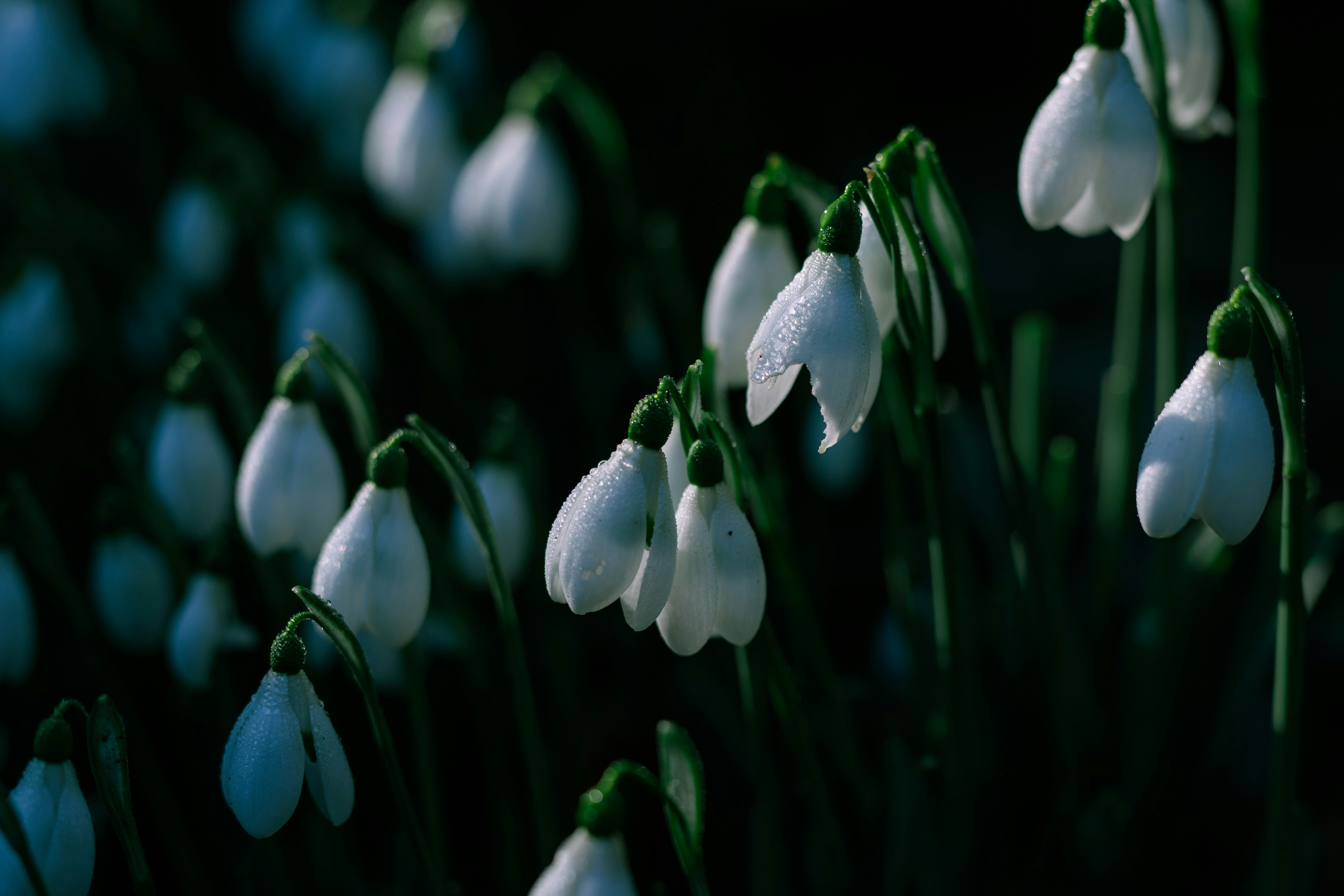 Photo by melatonical