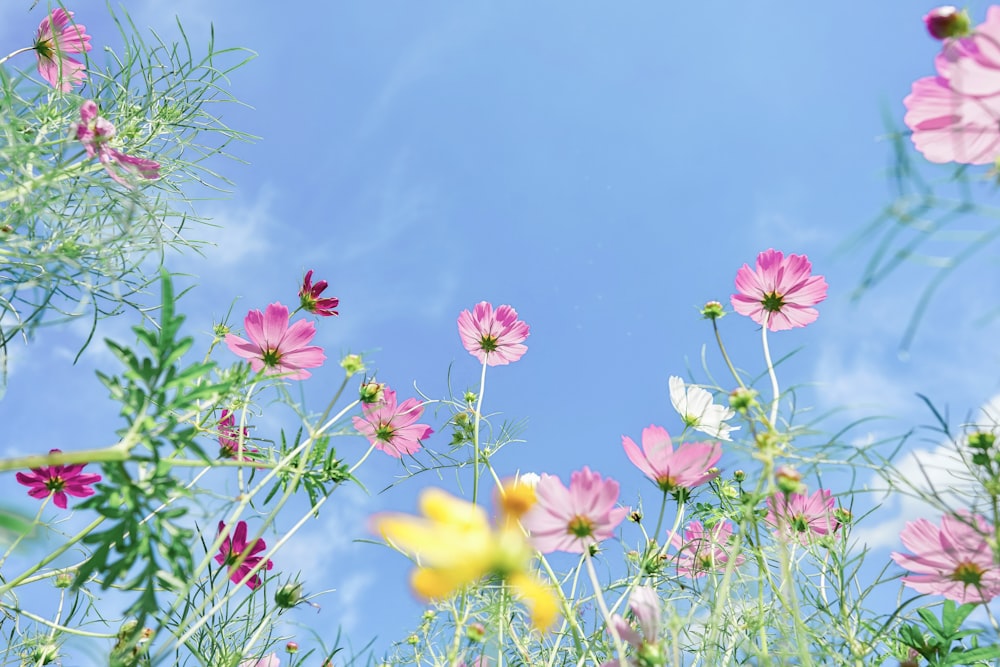 a bunch of flowers that are in the grass