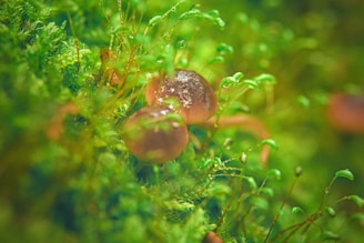 Close-up of a terrarium showcasing tiny mushrooms and green moss under soft natural light.