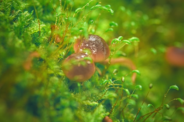Close-up of a terrarium showcasing tiny mushrooms and green moss under soft natural light.