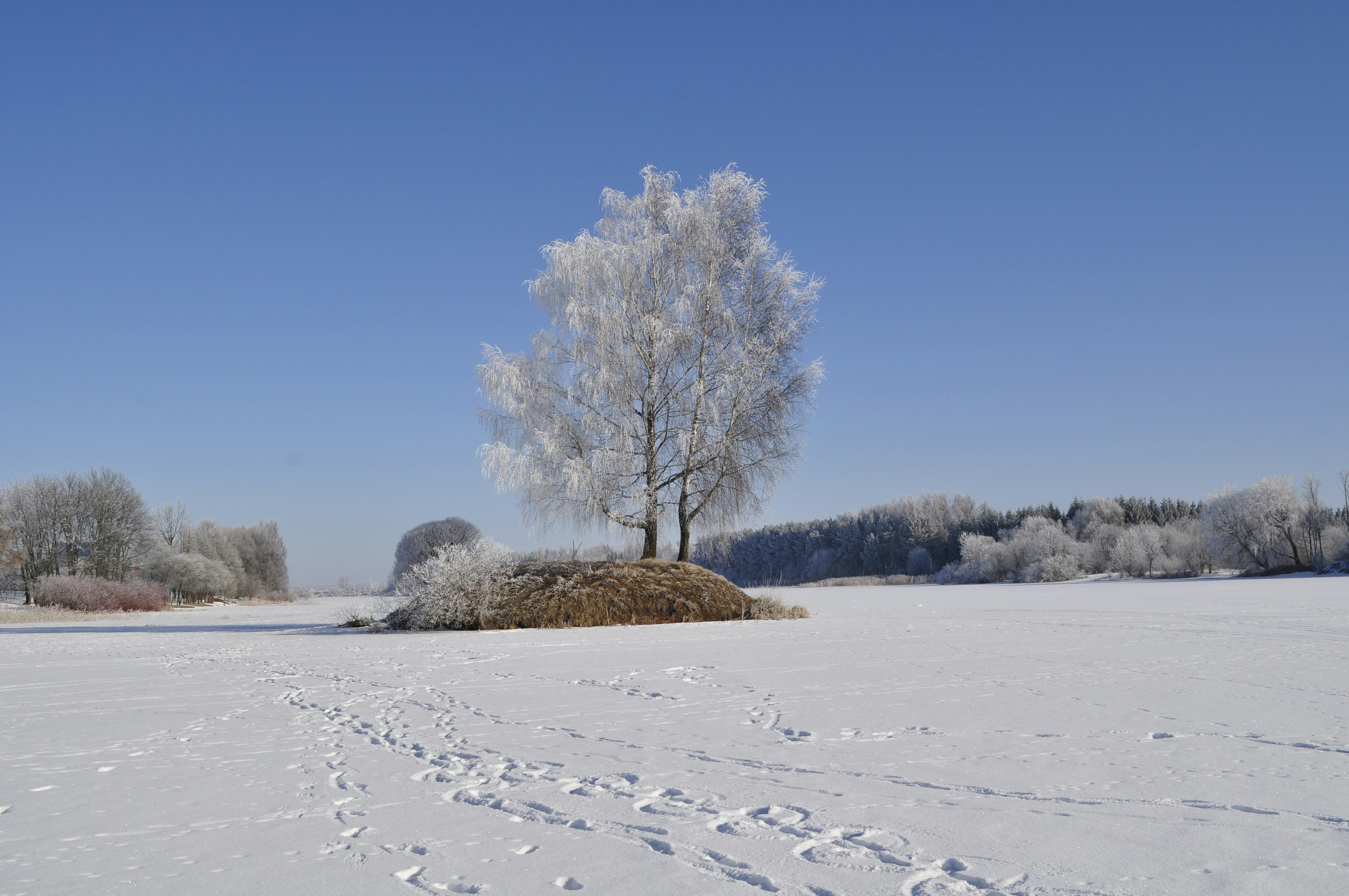 A lone tree stands in the middle of a snowy field photo – Free Grey ...