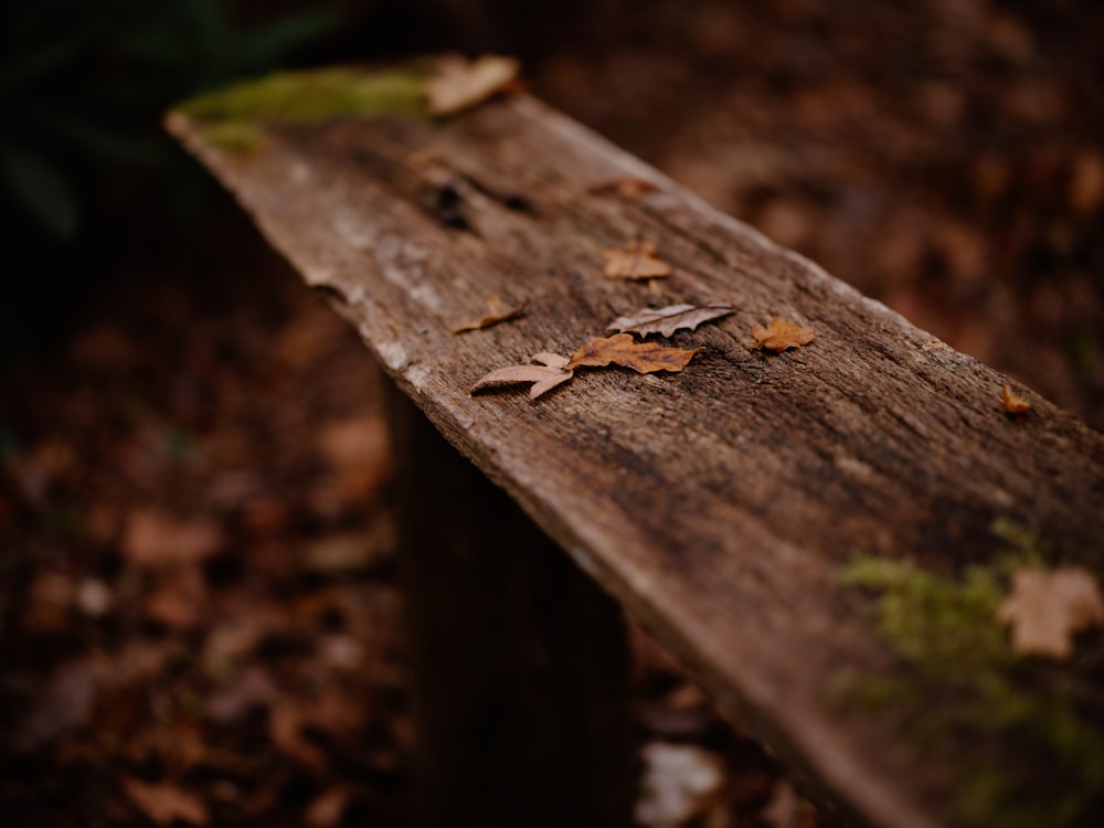 a close up of a wooden bench with leaves on it