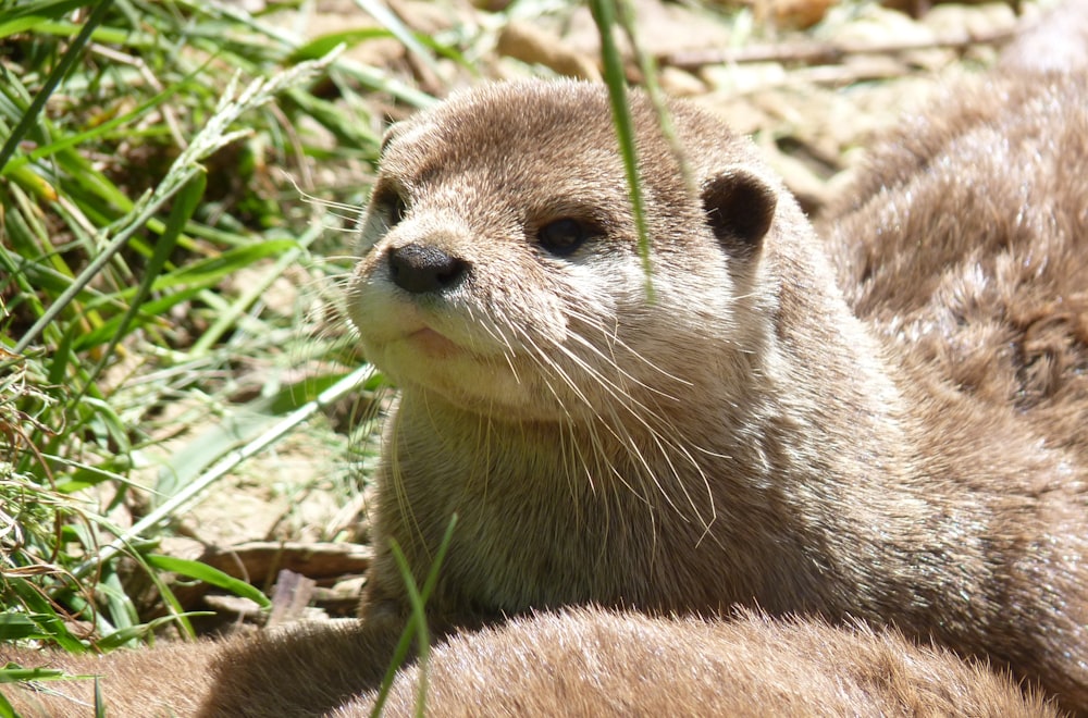 a close up of a small animal in the grass