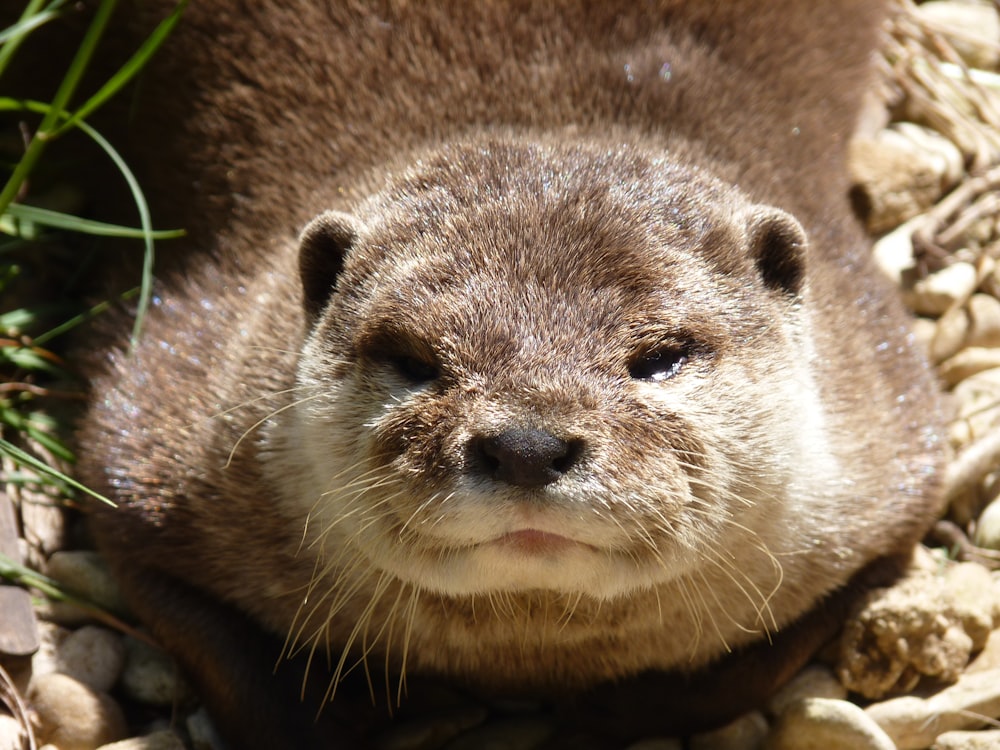 a close up of a small animal on a rocky ground