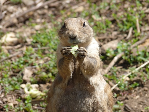 A prairie dog stands upright, holding a piece of leafy green vegetation in its front paws, surrounded by a natural ground setting with patches of green plants and dirt.