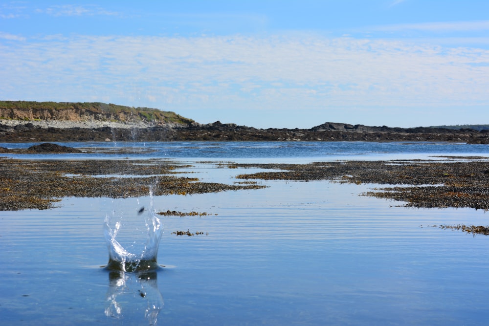 a bird flying over a body of water