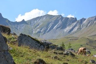 A scenic view of the Two Penny Ranch surrounded by mountains.