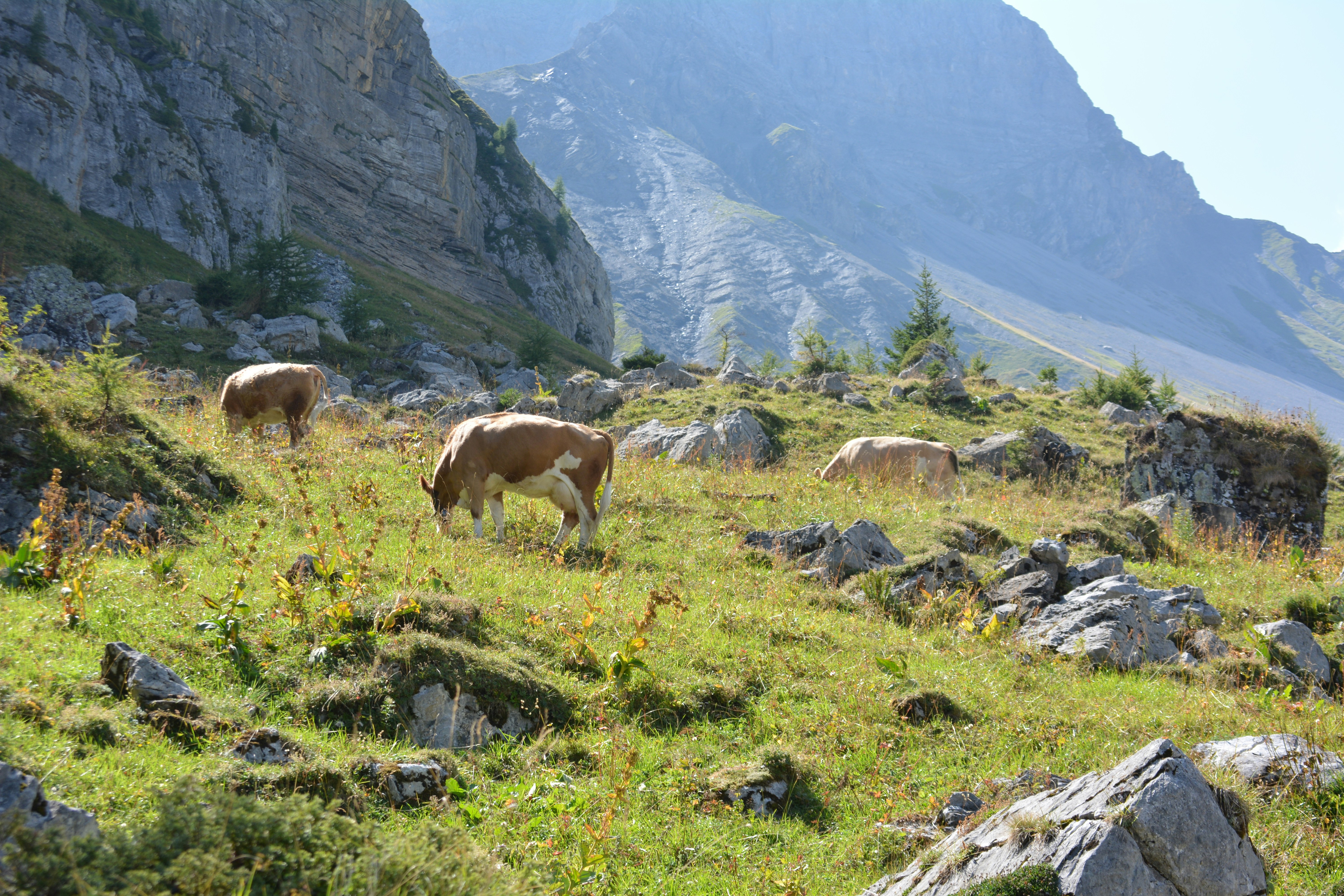 Photo by theosaurus96