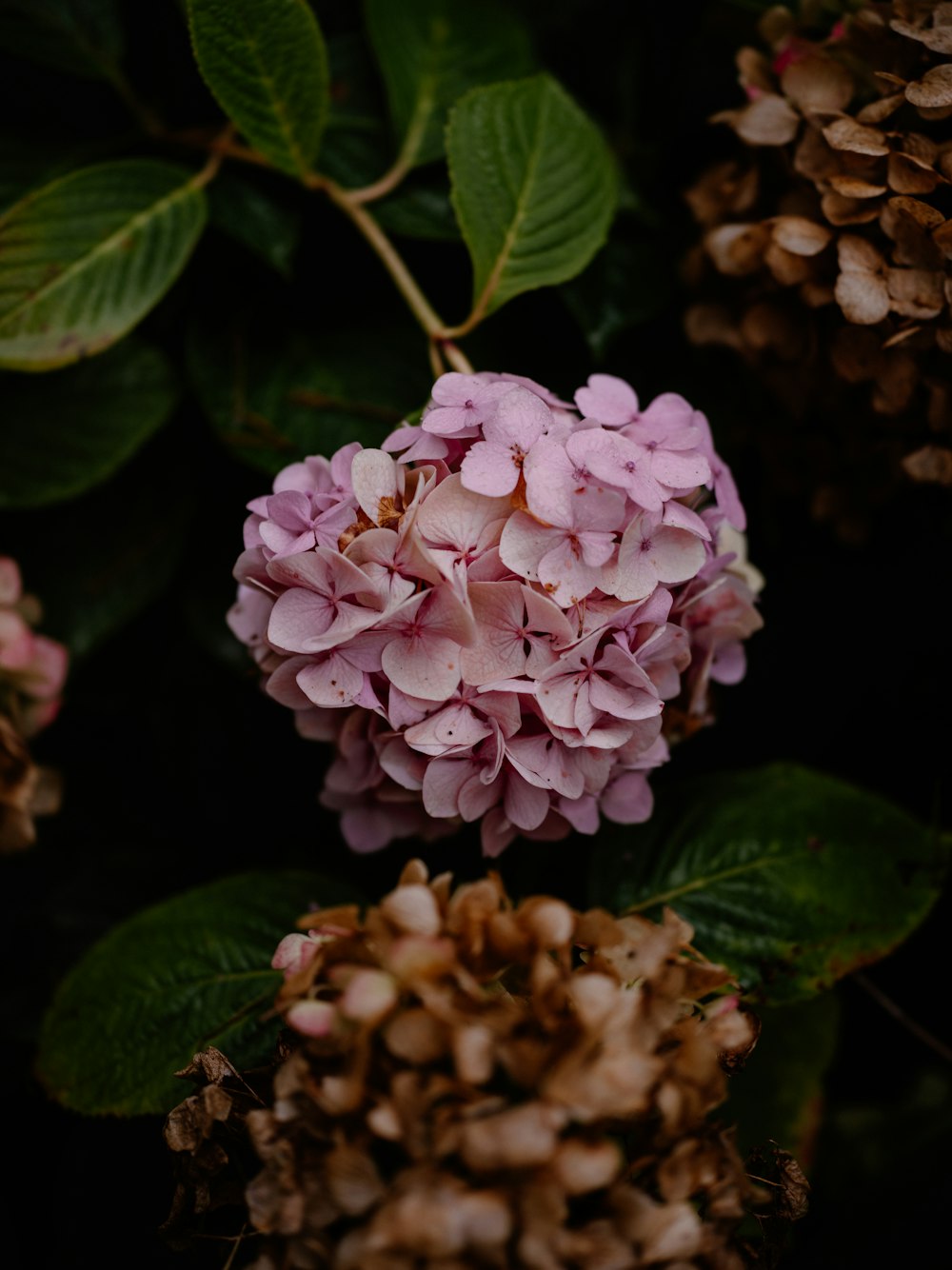 a close up of a pink flower surrounded by green leaves