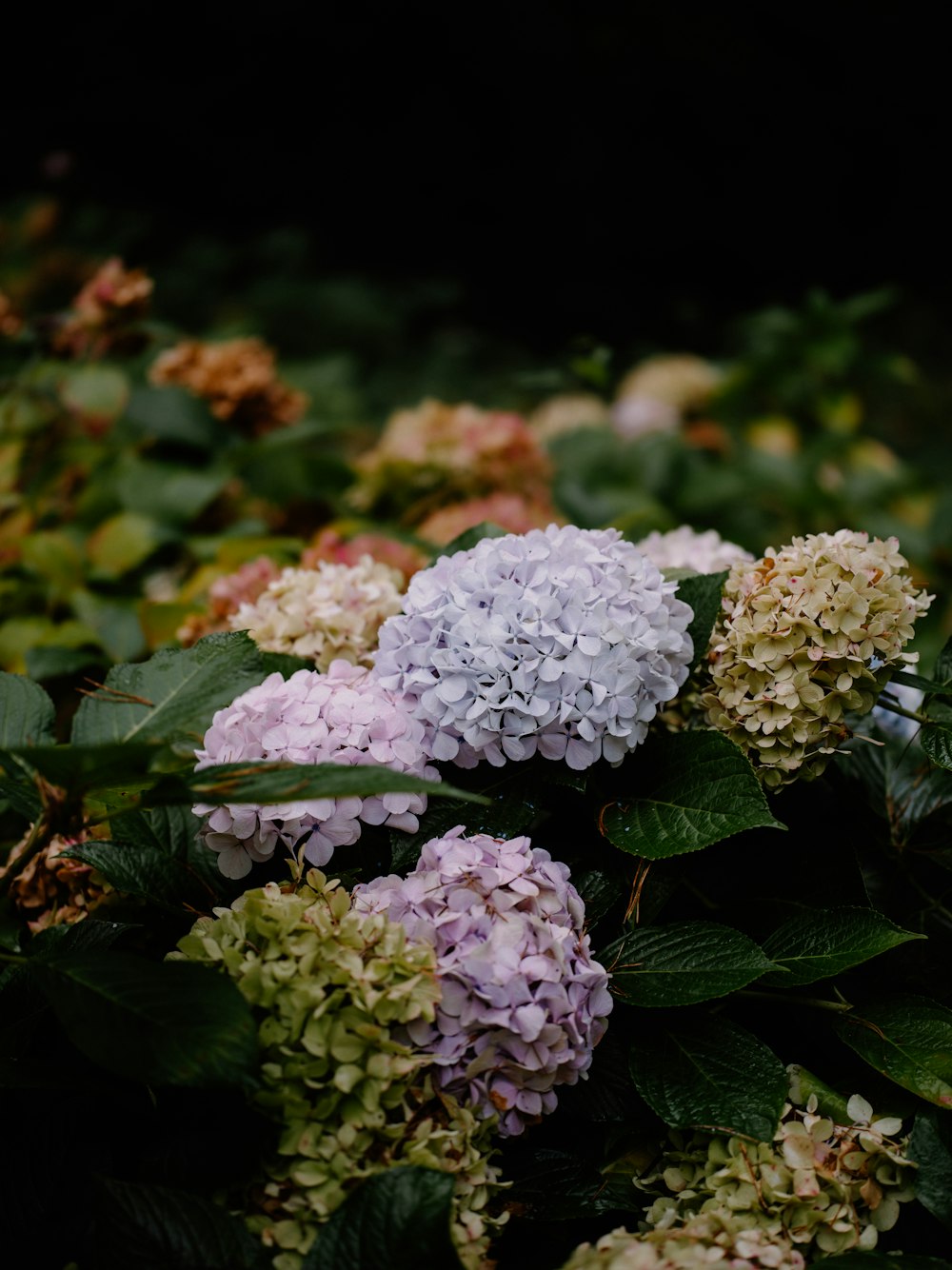 a bunch of flowers that are in the grass