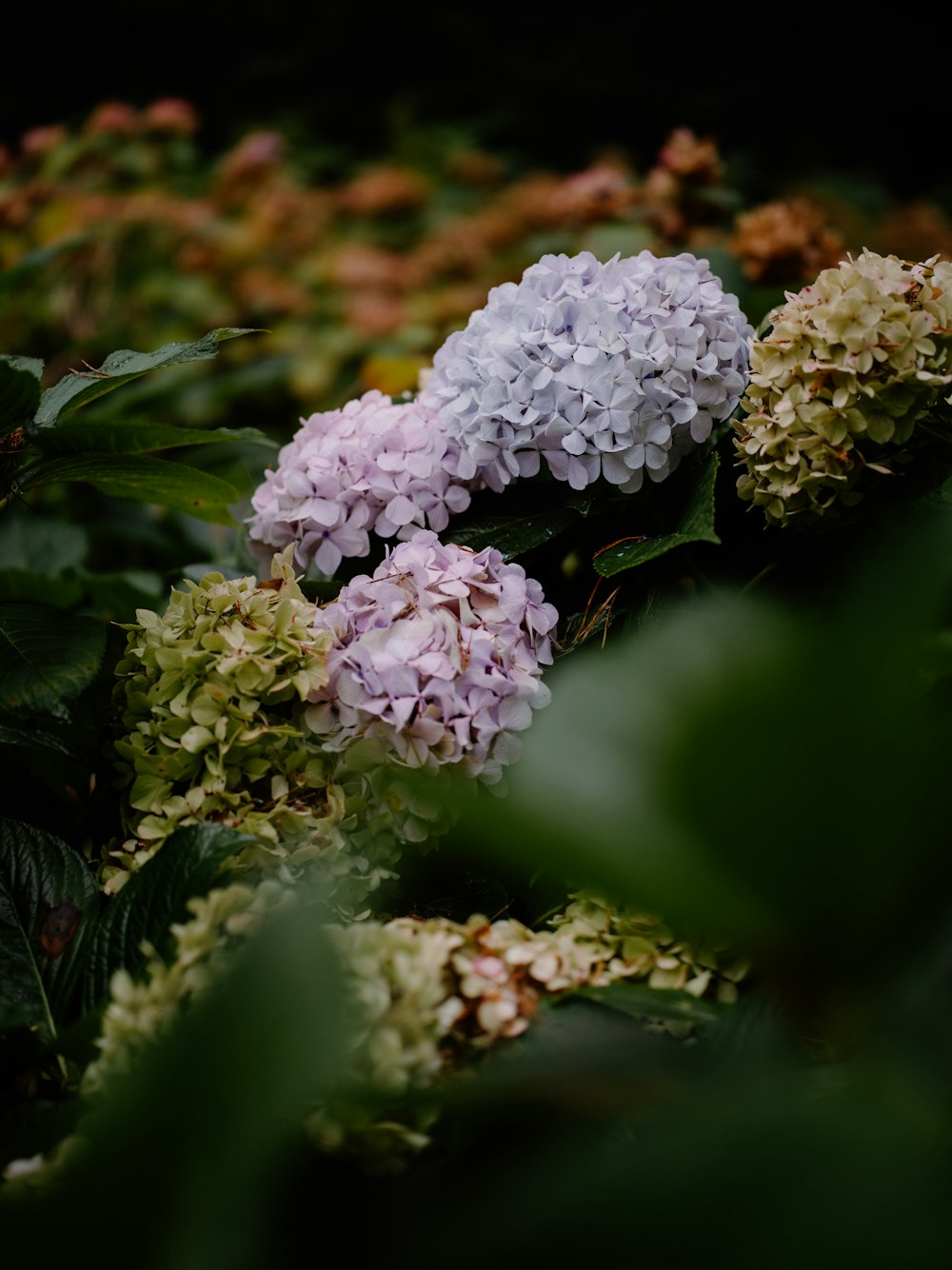 a bunch of flowers that are in the grass