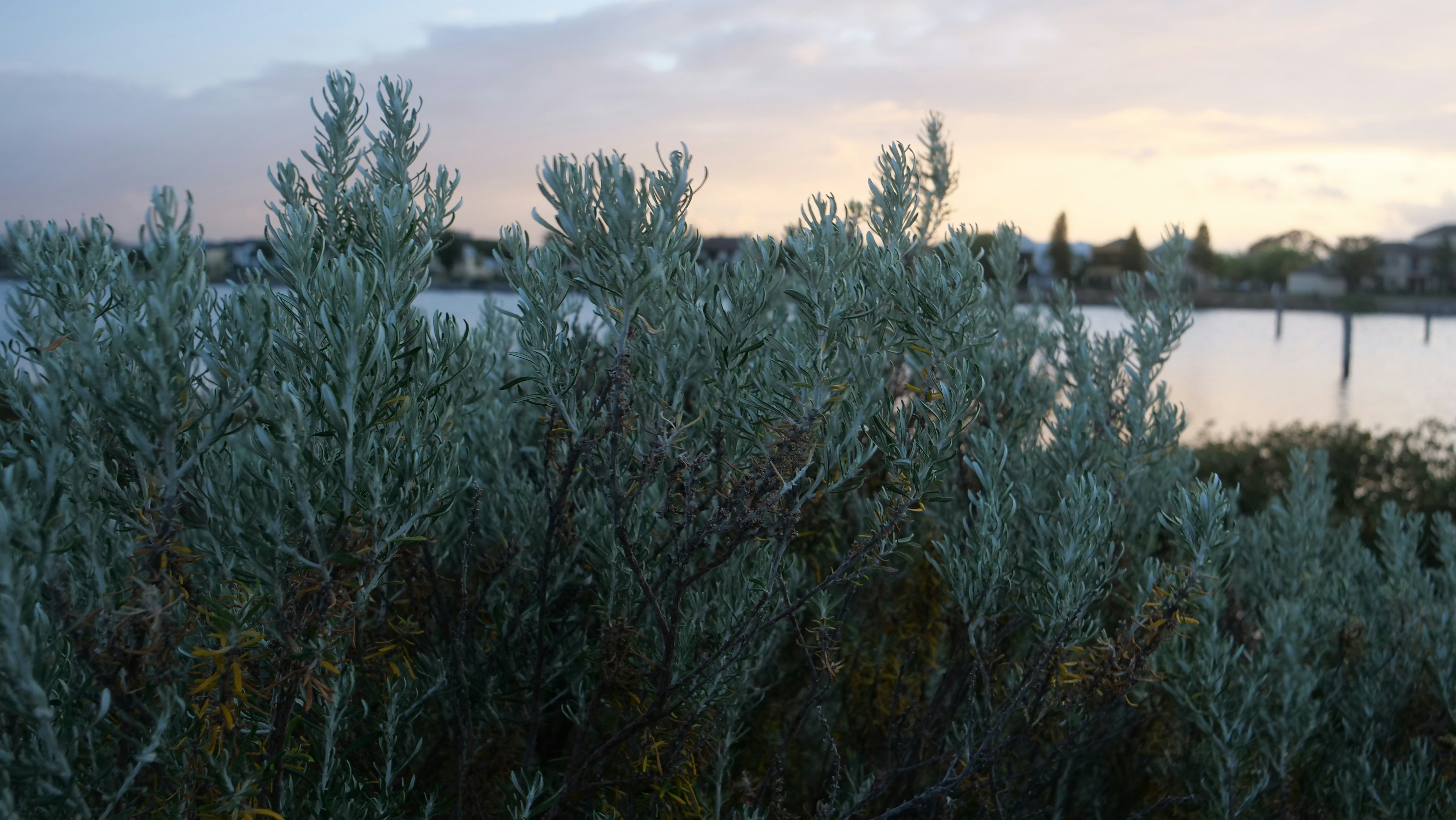 une vue d’un plan d’eau avec des arbres au premier plan
